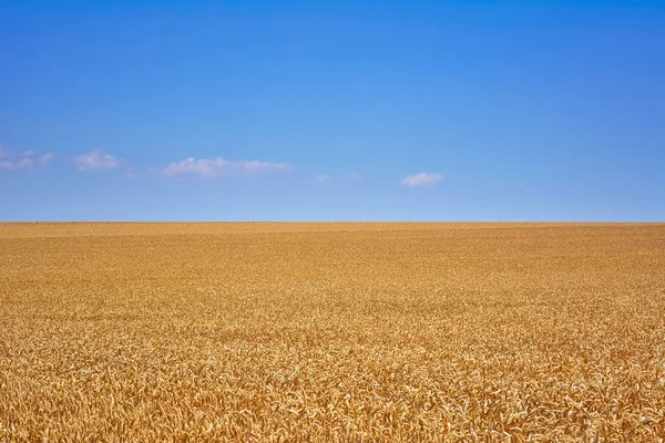 Rågfält Blå Himmel Bulgarien — Stockfoto