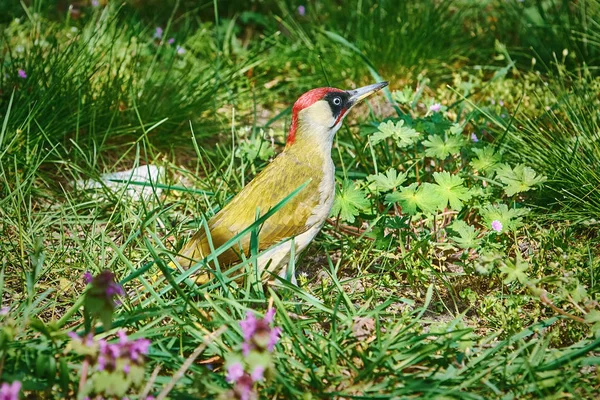 European Green Woodpecker Sitting Grass — Stock Photo, Image