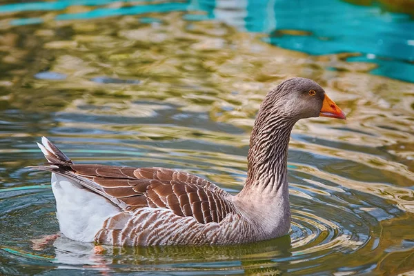 Grey Goose Swims Pond — Stock Photo, Image