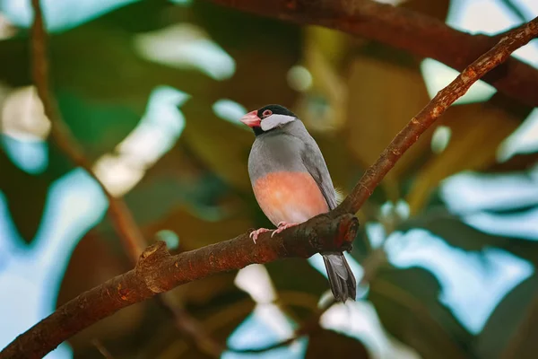 Java Sparrow Lonchura Oryzivora 枝に垂れる — ストック写真