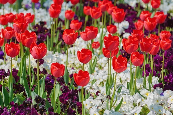 Tulipani Rossi Tra Bianco Blu Scuro — Foto Stock