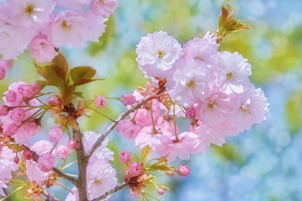 Blomma Surkörsbär Våren — Stockfoto