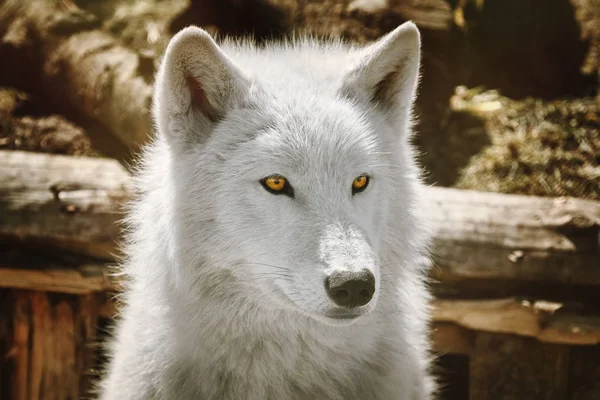 Alaska Tundra Wolf Canis Lupus Tundrarum Även Känd Som Barren — Stockfoto