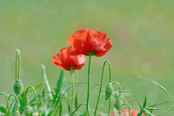 Red Poppy Flowers Green Grass — Stock Photo, Image