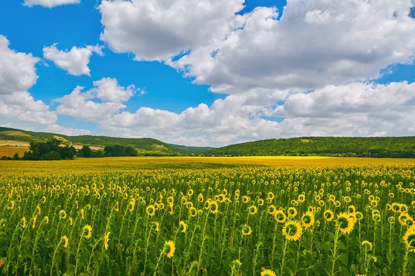 Sonnenblumenfeld Bulgarien — Stockfoto