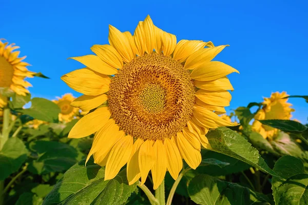 Zonnebloem Achtergrond Van Een Blauwe Hemel — Stockfoto