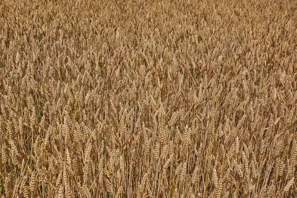 Pole Żyta Pod Błękitnym Niebem — Zdjęcie stockowe