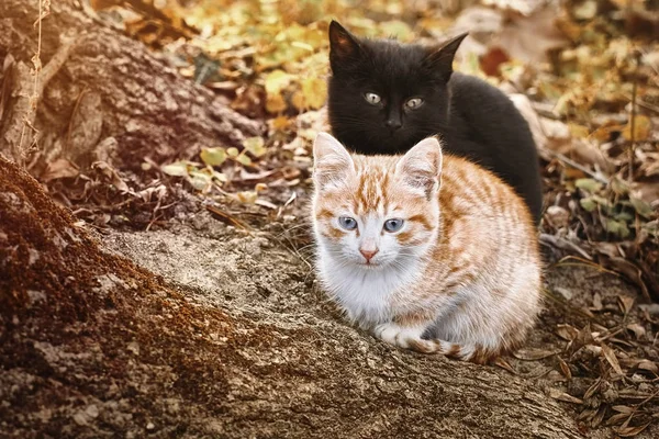 Portret Dwóch Małych Kociaków Przy Drzewie — Zdjęcie stockowe