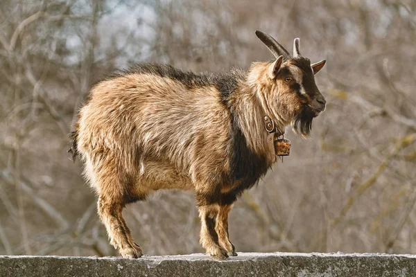 Horned Billy Goat Standing Fence — Stock Photo, Image