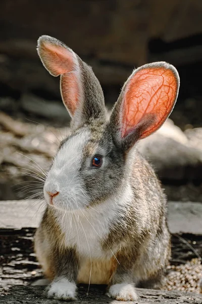 Portrait Lapin Reposant Sur Sol — Photo