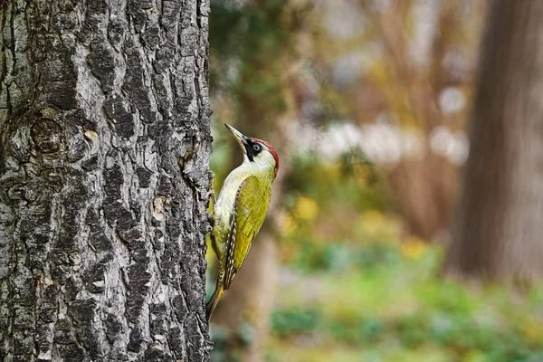 Pic Vert Recherche Aliment Sur Arbre — Photo