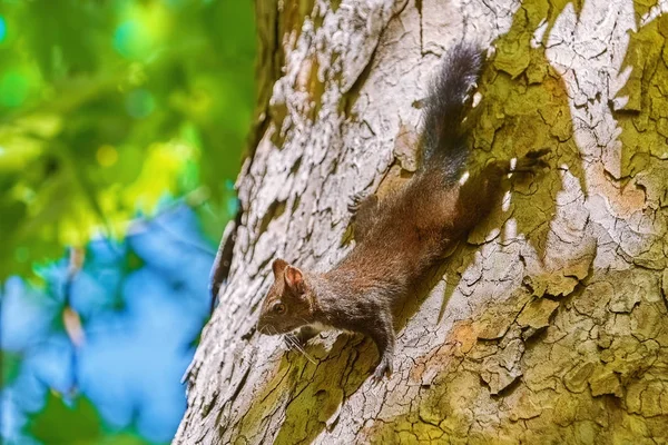 Squirrel Comes Trunk Old Platan — Stock Photo, Image