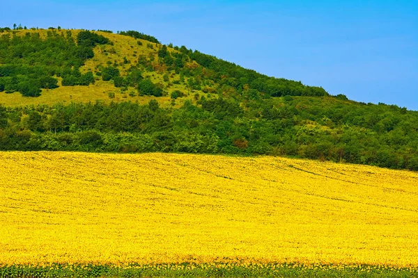 Sonnenblumenfeld Bulgarien — Stockfoto