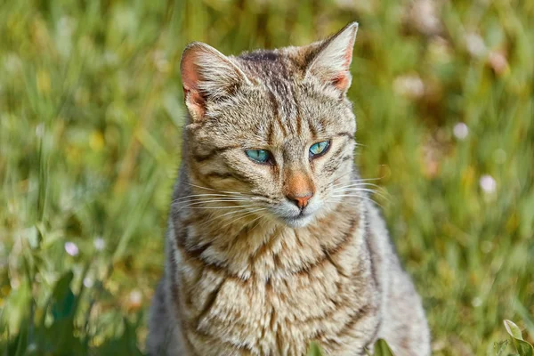 ホームレスの猫の肖像 緑の草に座って — ストック写真