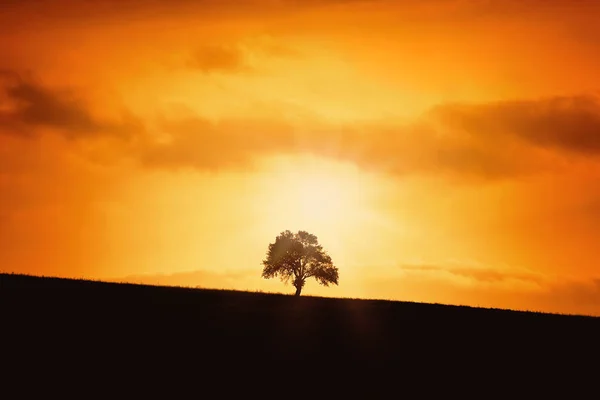 Yokuştaki Ağacın Silueti — Stok fotoğraf