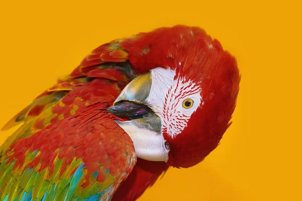 Portrait Macaw Parrot Yellow Background — Stock Photo, Image