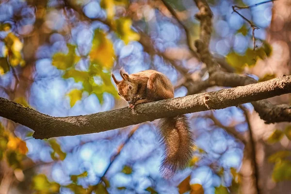 Squirrel Sitting Branch Forest — Stock Photo, Image