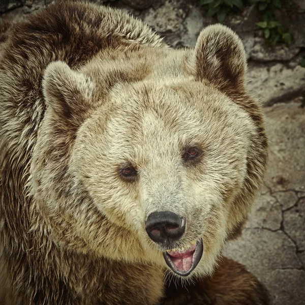 Κοντινό Πορτραίτο Καφέ Αρκούδας Ursus Arctos — Φωτογραφία Αρχείου