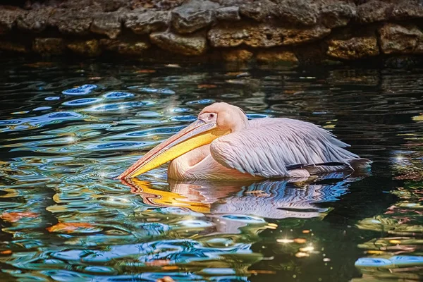 Pelican Water Surface Pond — Stock Photo, Image