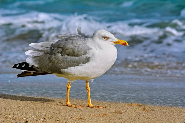 Mouette Sur Rivage Mer Noire — Photo