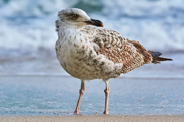 Gabbiano Sulla Riva Del Mar Nero — Foto Stock