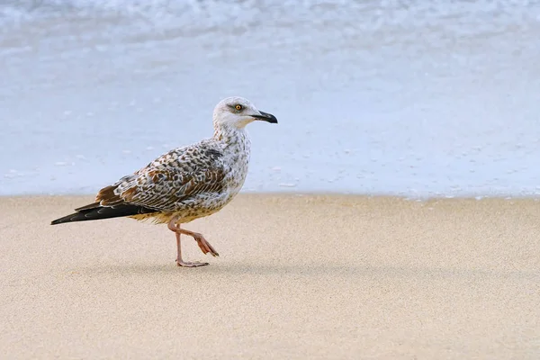 Neonata Gabbiano Che Cammina Riva Mare — Foto Stock