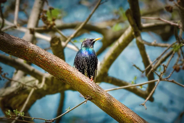 Обыкновенный скворец (Sturnus vulgaris) — стоковое фото