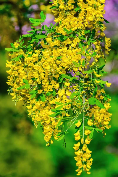 Ortak Laburnum çiçekler — Stok fotoğraf