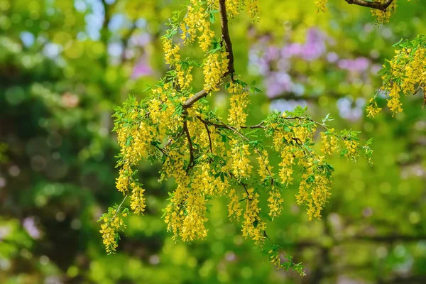 Ortak Laburnum çiçekler — Stok fotoğraf