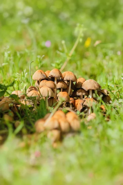 Pilze im Gras — Stockfoto