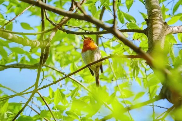 The European robin (Erithacus rubecula) — Stock Photo, Image