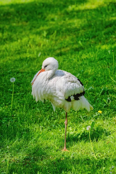 Cigogne sur l'herbe — Photo