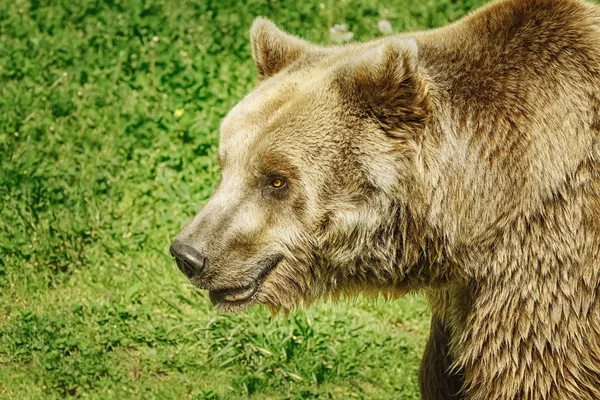 Retrato de Urso — Fotografia de Stock