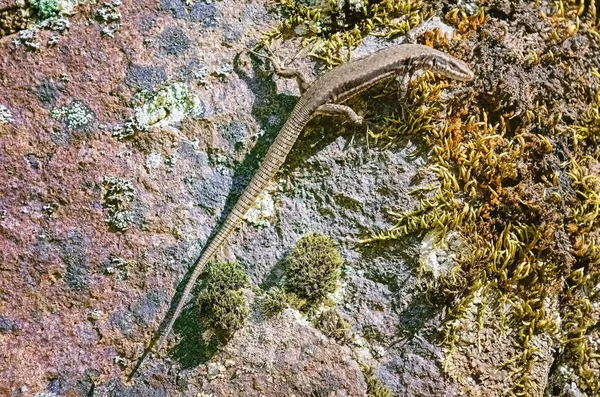 Ящерица на скале — стоковое фото