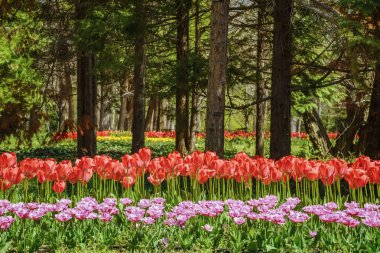 Botanik bahçesinde Tulips
