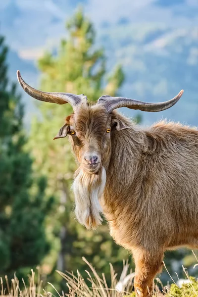 Portrait of Goat with Horns — Stock Photo, Image