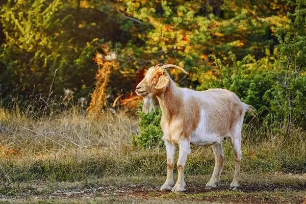 Goat with Horns — Stock Photo, Image