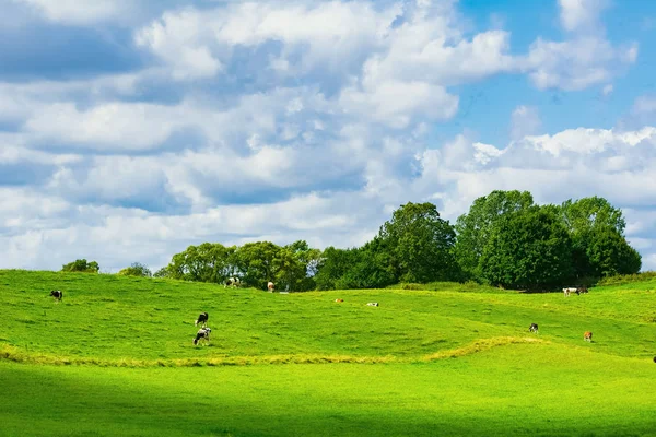 Koeien op de weide — Stockfoto