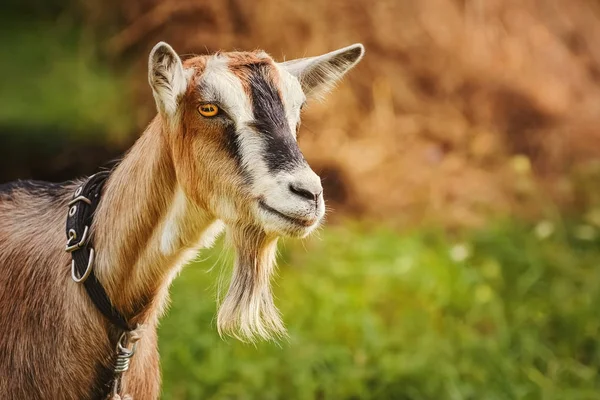 Portrait of Billy Goat — Stock Photo, Image