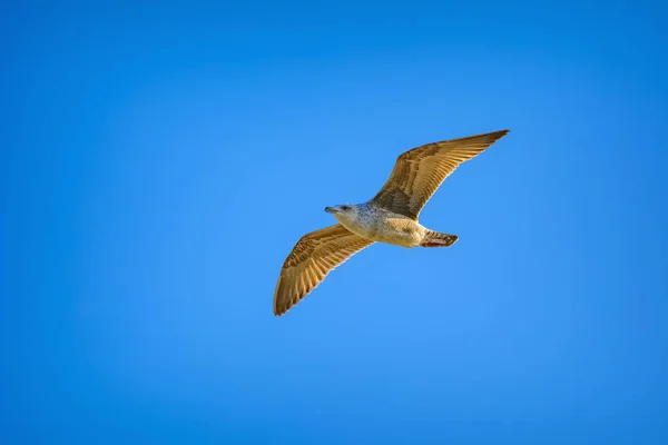 Молодая чайка в небе — стоковое фото
