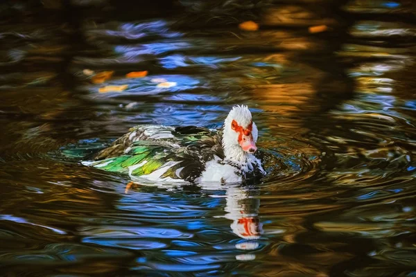 Muscovy duck on the pond — Stock Photo, Image