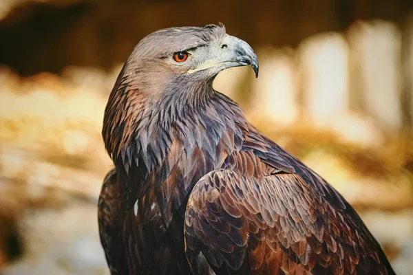 Portret van eagle — Stockfoto