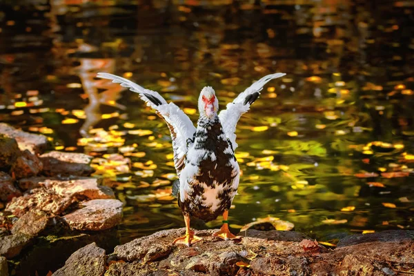 Muscovy Duck on the Shore — Stock Photo, Image