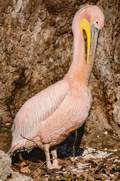 Pelicano perto da árvore — Fotografia de Stock