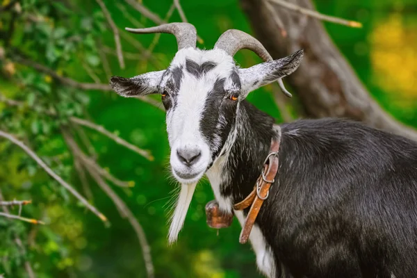 Portrait of Goat — Stock Photo, Image