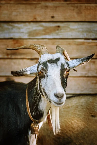 Retrato de cabra — Fotografia de Stock