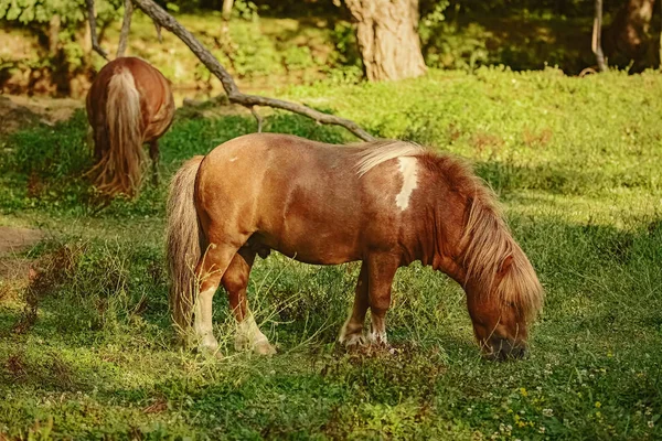 Twee pony's op weiland — Stockfoto