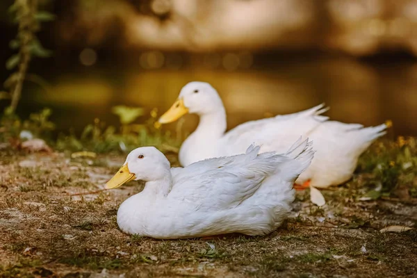 Duks on the shore — Stock Photo, Image