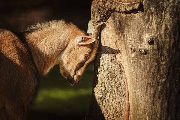 Capra e albero — Foto Stock