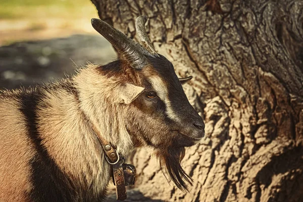 Portrait of Goat — Stock Photo, Image